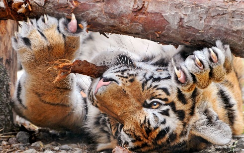http://www.zastavki.com/pictures/1920x1200/2011/Animals_Beasts_Tiger_and_a_log_027221_.jpg